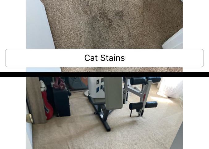 pet stain and odor removal carpet cleaning service