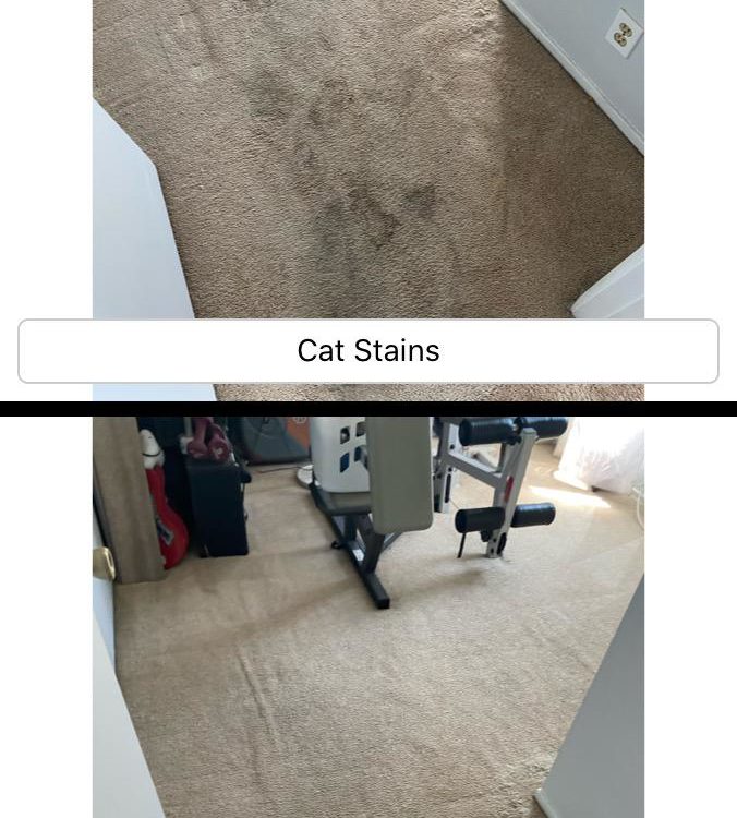 pet stain and odor removal carpet cleaning service