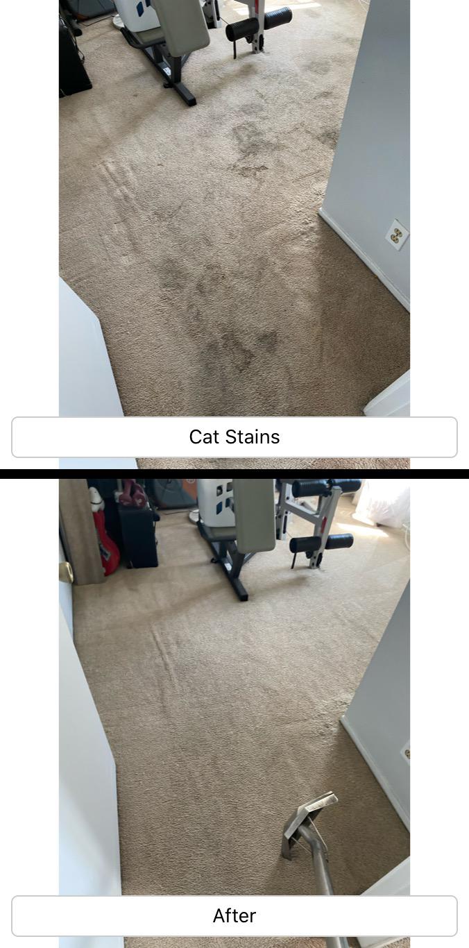 pet stain and odor removal carpet cleaning service